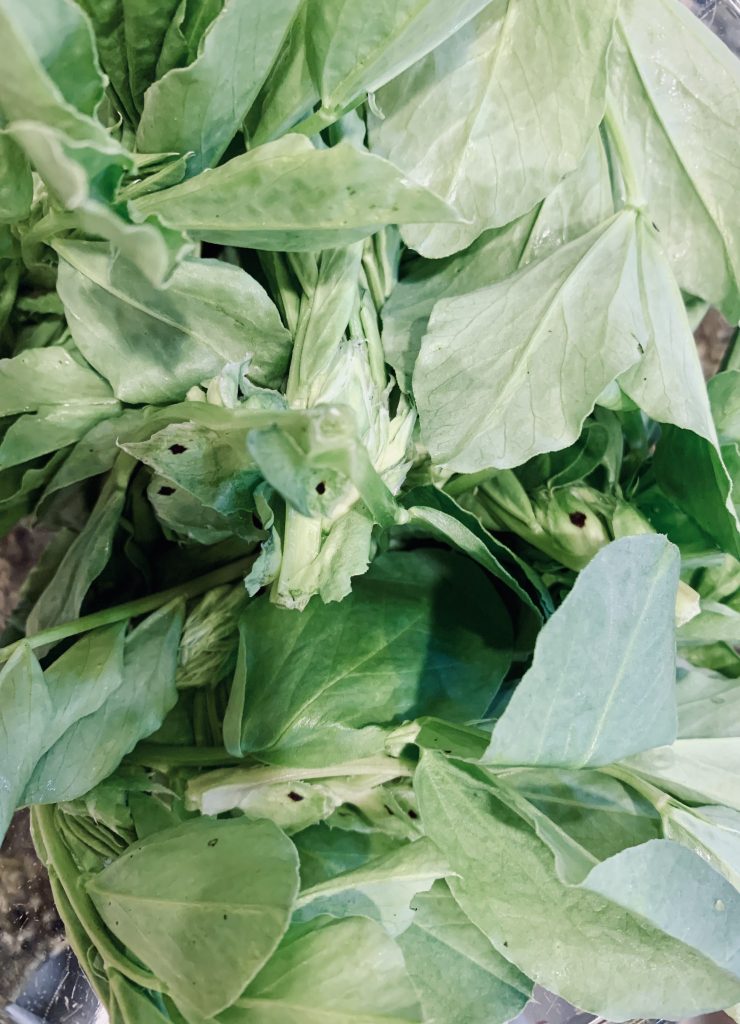 Fava Leaves