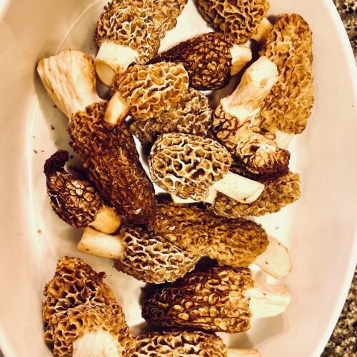 Morel Mushrooms