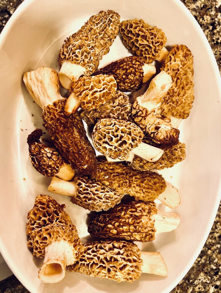 Morel Mushrooms